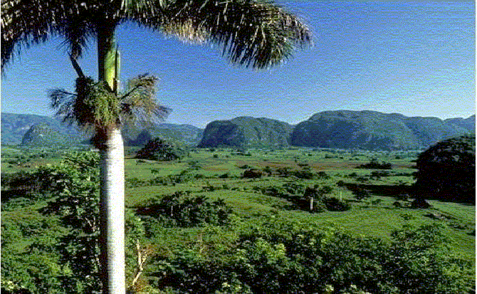 http://www.futurodecuba.org/paisaje%20cubano%20edit.gif